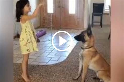 zoofilia perro grande|Impresionante perro se folla a una preciosa jovencita